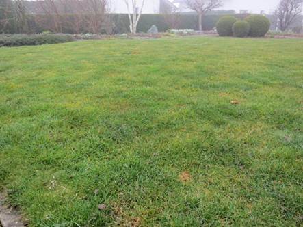 So sah der Rasen anfang März 2014 aus 