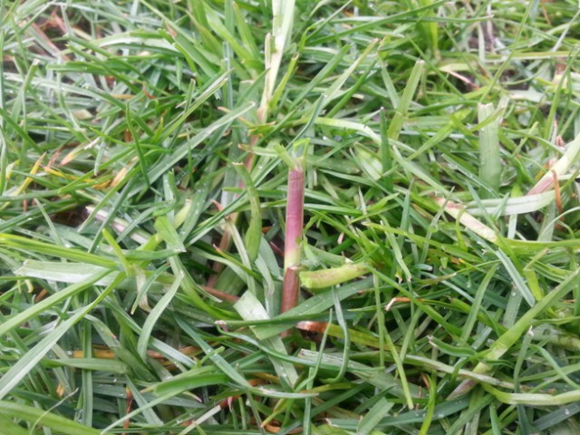 Pâturin commun (Poa trivialis)