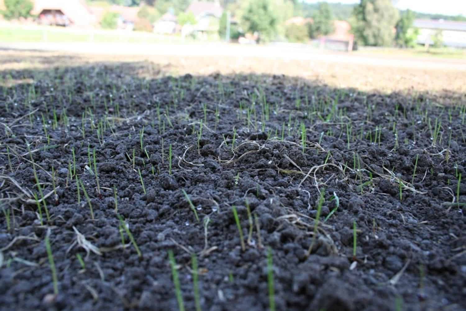 Comment Préparer et Semer un Gazon? pour Avoir une Joli Pelouse SANS  Mauvaises Herbes 