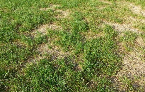 Gazon présentant des endroits nettement endommagés après la chaleur de l’été.