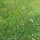Surface de gazon fortement envahie par les mauvaises herbes