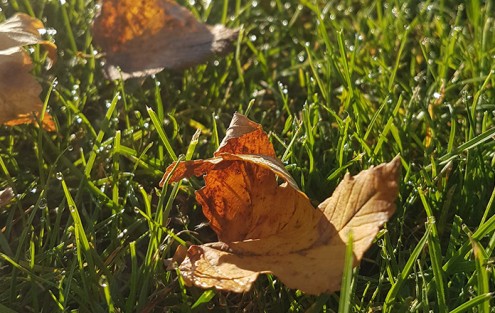 Rasen im Herbst