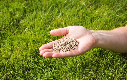 Rasen düngen von Hand