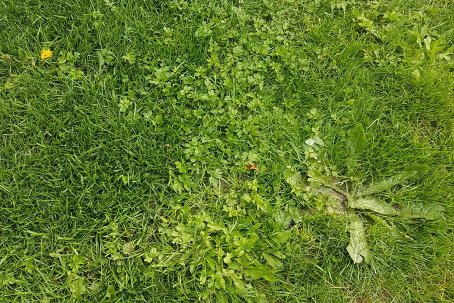La meilleure période pour lutter contre les mauvaises herbes dans le