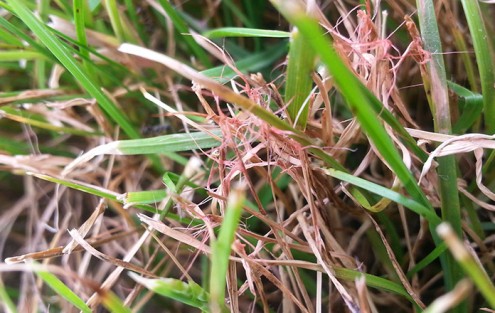 La maladie de fil rouge se reconnaît aisément à la présence de mycélium rose