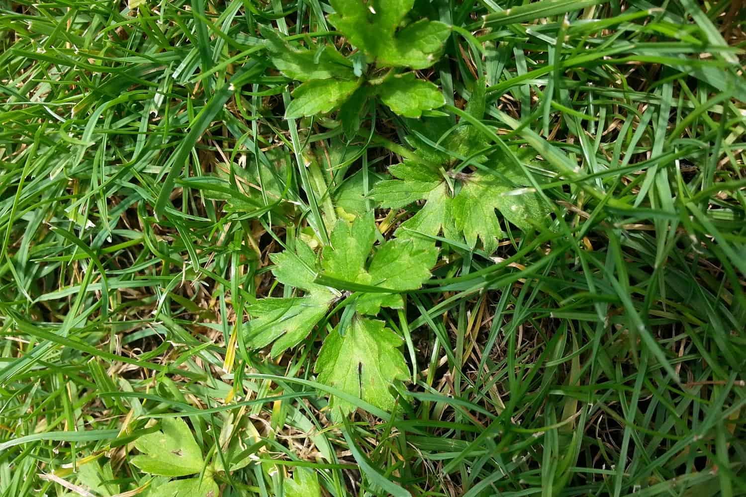 Mauvaises herbes Renoncule rampante Blog gazon