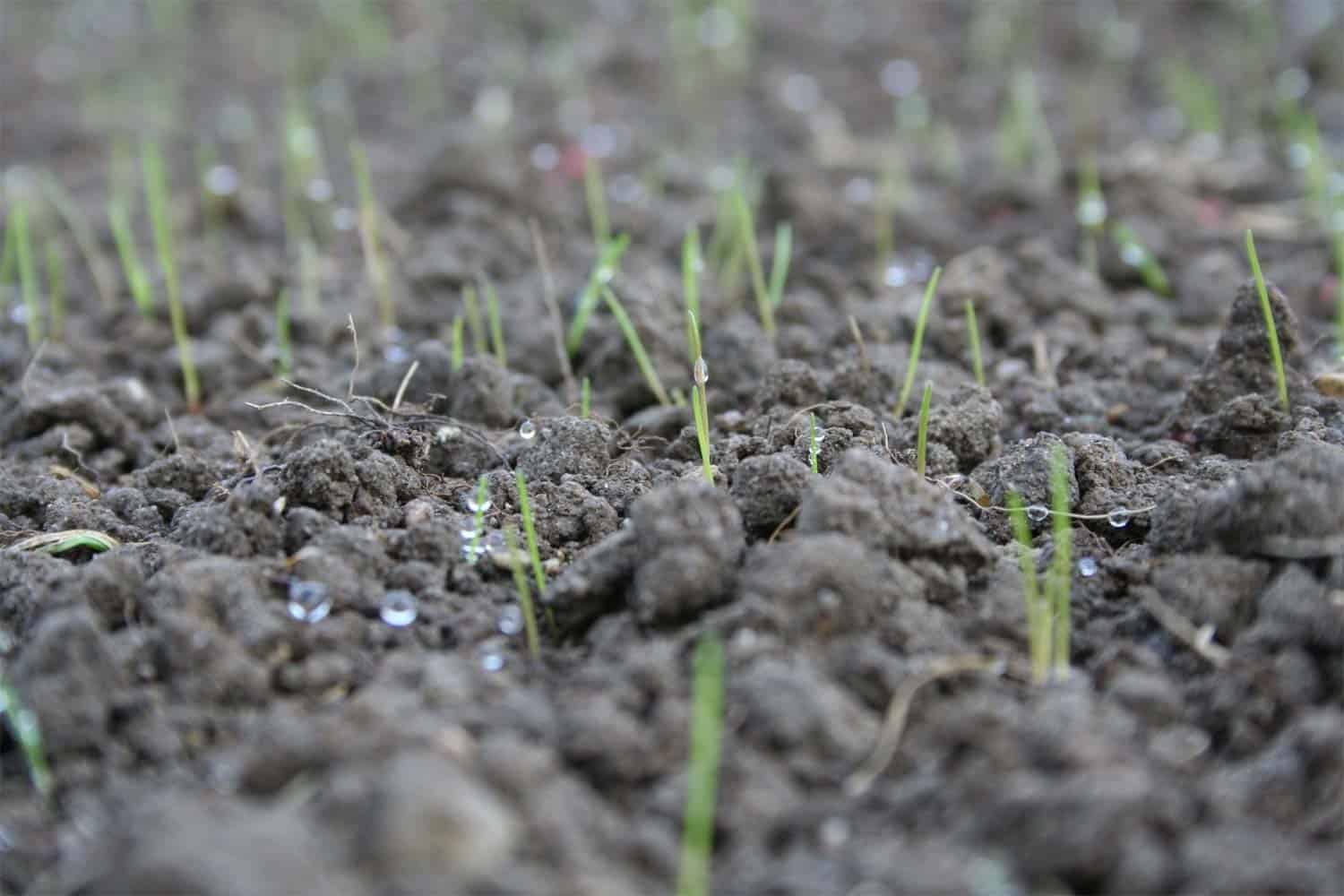 Réussir votre semis de gazon : maîtriser la température minimale pour un  gazon parfait