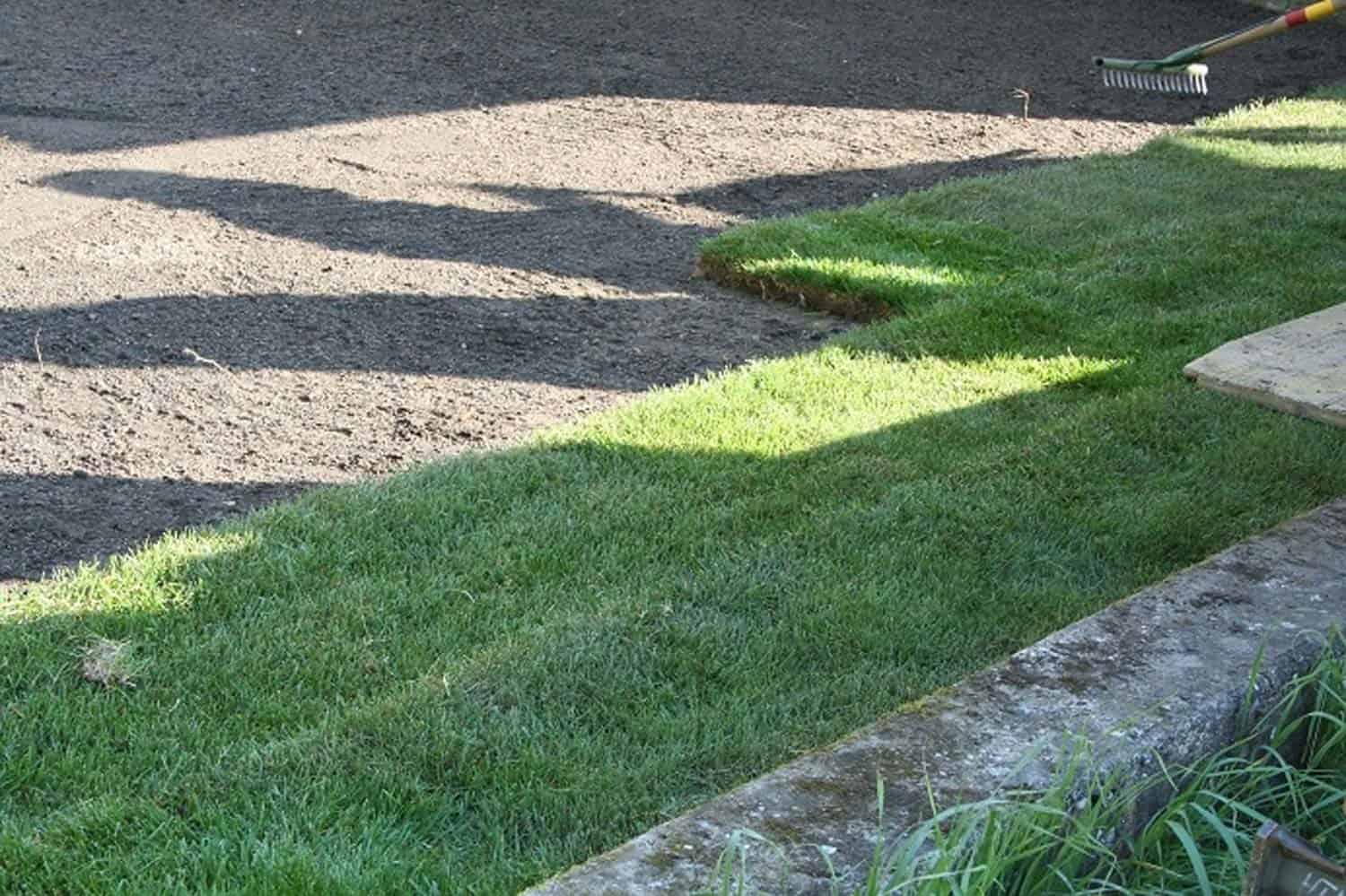 Pose d'un gazon en rouleau pendant l'été