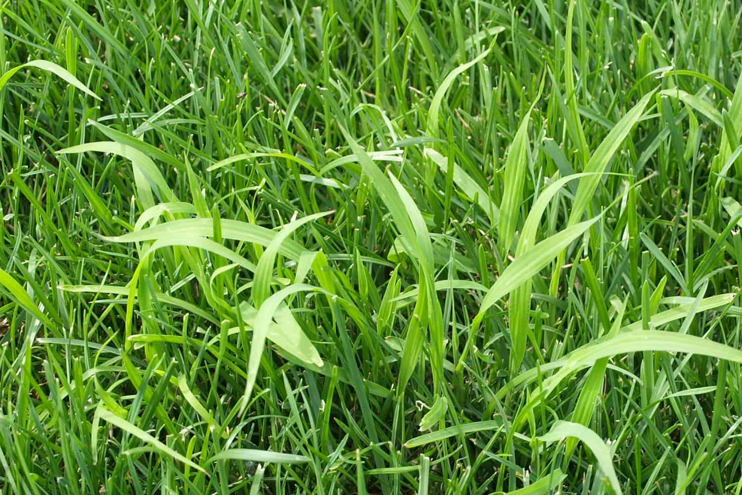 Attention présence de millet dans le gazon Blog gazon