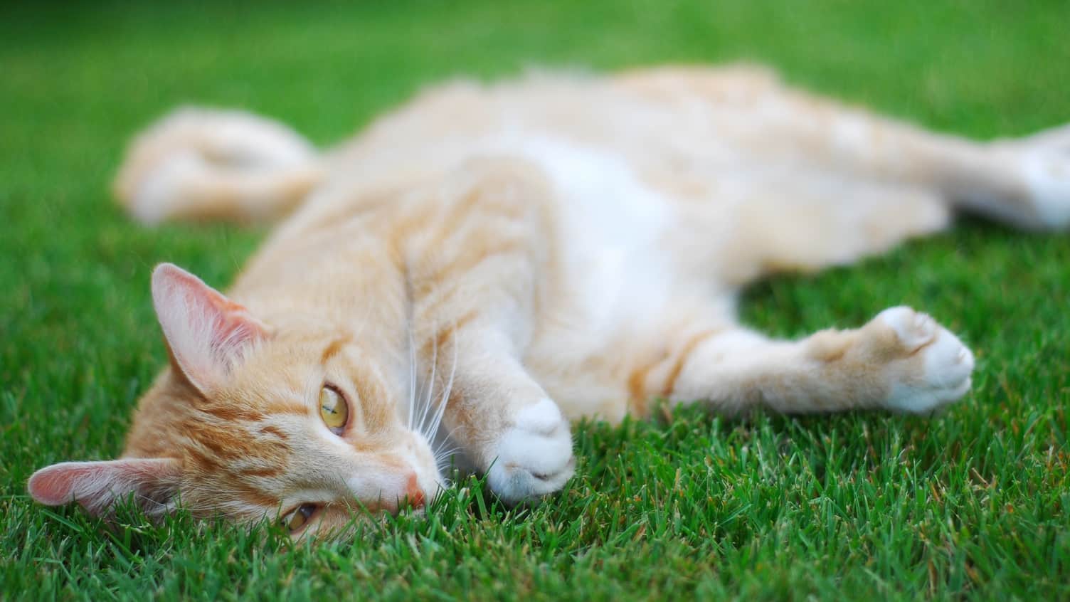 Animaux de compagnie dans le jardin - Blog gazon
