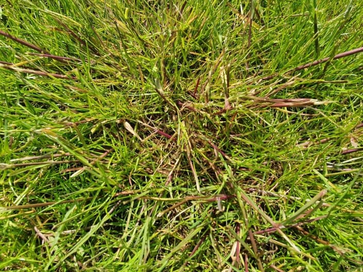 Les premières mauvaises herbes et graminées du gazon au printemps